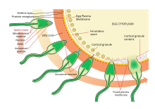 The process of fertilizing an ovum (top to bottom). Acrosome reaction diagram en.svg