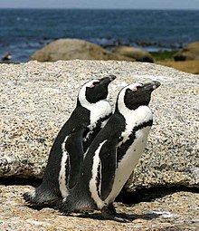 African penguins Boulder Bay 1.jpg