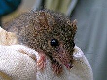 Проворный антихинус (Antechinus agilis) на ткани, крупный план спереди.jpg