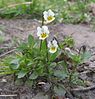 Akkerviooltje (Viola arvensis)