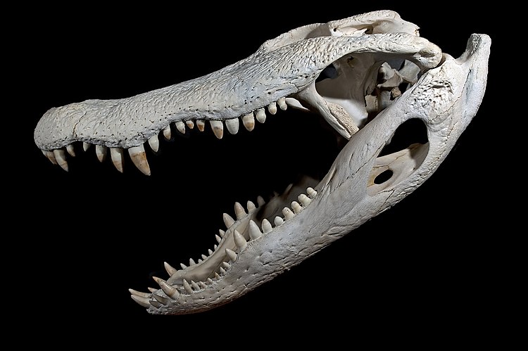 Череп Американского аллигатора (Alligator mississippiensis) длиной 47 см.