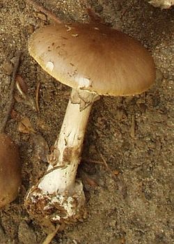 Sarkanbrūnā mušmire (Amanita porphyria)