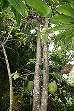 Miniatura para Arboretum de Papuakeikaa