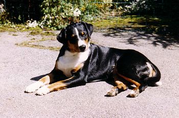 Appenzeller Sennenhund