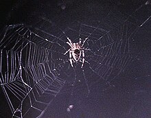 First spider web built in space (during Skylab 3, 1973) Arabella web aboard second Skylab mission (cropped).jpg