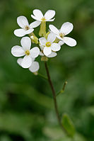 Flowers of Arabidopsis thaliana, Brassicaceae, model plant.