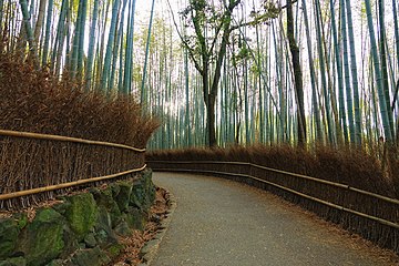 Alas pring ing Arashiyama