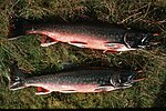 Arctic Char.jpg