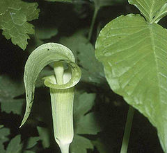 Arisaema triphyllum.jpg