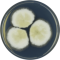 Aspergillus corrugatus growing on CYA plate