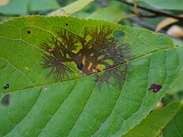 Asteroma padi