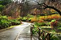 Autumn in the Dandenong Ranges.jpg