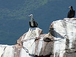 Aves puerto la cruz venezuela.JPG