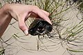 Common Snapping Turtle, Chelydra serpentina