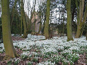 Snowdrop carpet