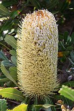 Miniatura para Banksia ser. Banksia