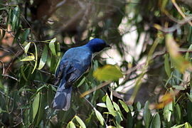 Blauwe vanga (Cyanolanius madagascarinus)