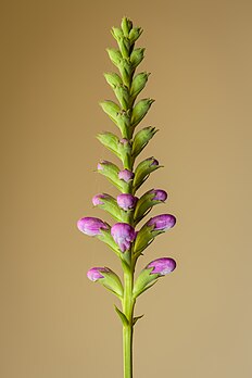 Inflorescence de physostégie de Virginie. (définition réelle 3 419 × 5 128)