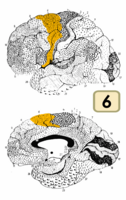 ブロードマンの脳地図における6野