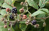 Brombeeren