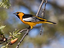 Bullocks trupial (Icterus bullockii)