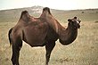 Camel in Mongolia.jpg