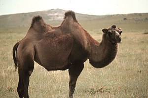 [Bild: 300px-Camel_in_Mongolia.jpg]