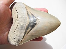 Зъб Carcharocles megalodon.JPG