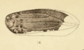 Cercopis selwyni
(1890 illustration) Cercopis selwyni Scudder 1890 pl2 Fig14.png