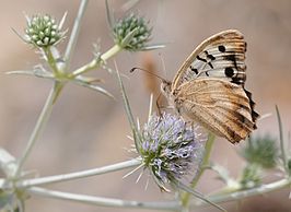 Satyrus bischoffii