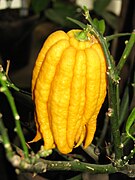 Varietät der Zitronatzitrone „Buddahs-Hand“ (Citrus medica var. sarcodactylis)