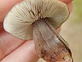 -{Clitocybe butyracea}-