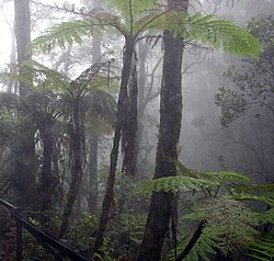 Nevelwoud op de helling van de Gunung Kinabalu (4095 m) op Noord-Borneo (Oost-Maleisië).