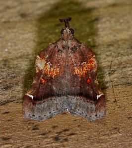 Clydonopteron sacculana