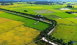 Aerial view of the fields