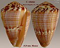 Conus vittatus Hwass in Bruguière, J.G., 1792