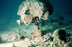 Bioerosion (coral damage) such as this may be caused by coral bleaching. Coral-reef-bioerosion.jpg