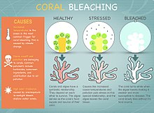 Coral and microscopic algae have a symbiotic relationship. When water temperatures get too high, the algae leave the coral tissue and the coral begins to starve. Coral Bleaching.jpg