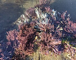 Species in the intertidal zone near the central coast of Oregon