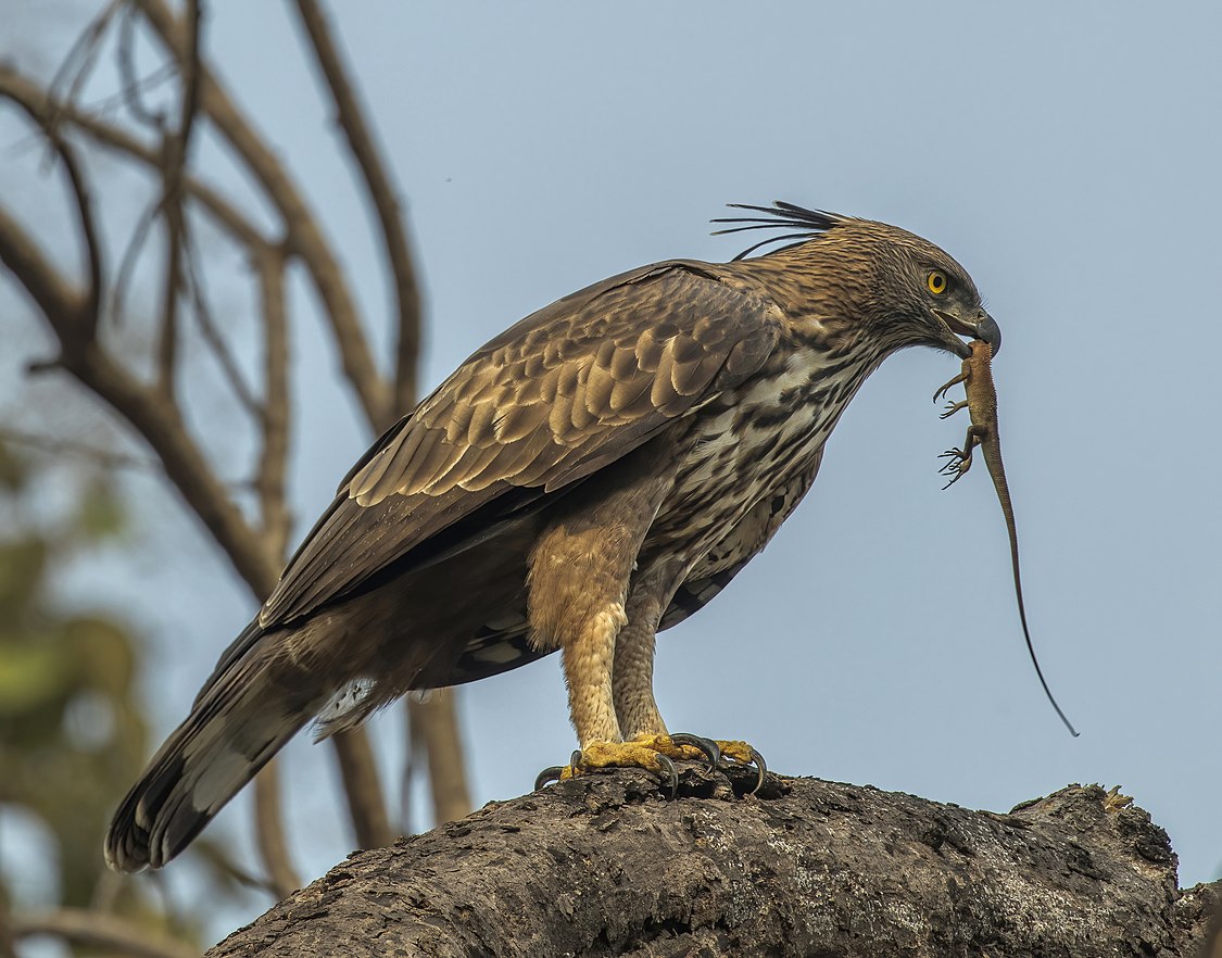 :Crested hawk-eagle (Nisaetus cirrhatus cirrhatus) with Indian garden lizard.jpg