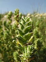 Crucianella maritima