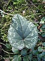 Cyclamen cilicium close-up leaf