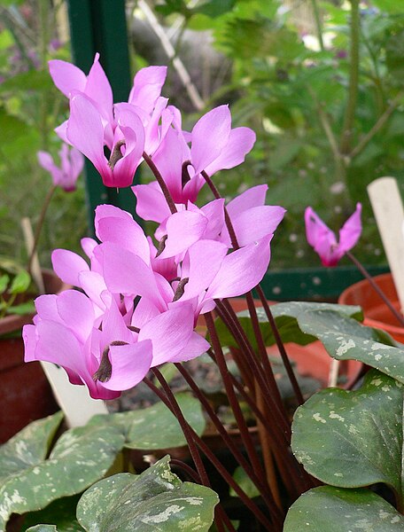 File:Cyclamen peloponnesiacum04.jpg