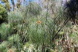 Papiruszsás (Cyperus papyrus) a palermói botanikus kertben