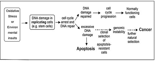 Oxidative stress or environmental insults can lead to DNA damage in replicating cells and this can result in apoptosis or cancer. DNA damage can lead to apoptosis or cancer.jpg