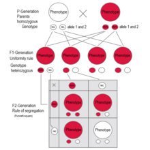 F1 generation: All individuals have the same genotype and same phenotype expressing the dominant trait (red).
F2 generation: The phenotypes in the second generation show a 3 : 1 ratio.
In the genotype 25 % are homozygous with the dominant trait, 50 % are heterozygous genetic carriers of the recessive trait, 25 % are homozygous with the recessive genetic trait and expressing the recessive character. Dominant-recessive inheritance P - F1 - F2.png