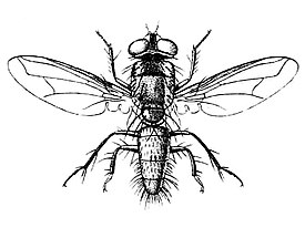 Dyscritomyia limbipennis