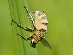 Miniatura para Entomophthoromycotina