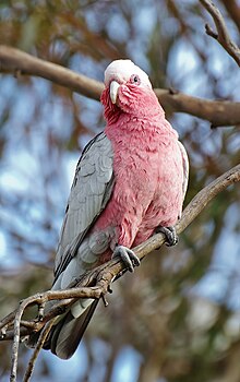 Galah Images