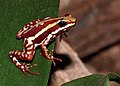 Image 4 Phantasmal poison frog Photograph: H. Krisp The phantasmal poison frog (Epipedobates tricolor) is a species of poison dart frog endemic to Ecuador. First described by George Albert Boulenger in 1899, this endangered species is found only in rainforests on the slopes of the Andes. More selected pictures